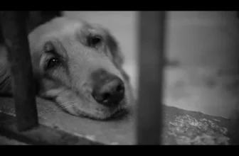 STRAINATATE, STRAINATATE Muzica De Petrecere 2022