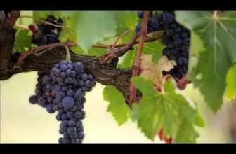 CEL MAI ASCULTAT COLAJ DE MUZICA DE PETRECERE 2021