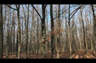 ORFEU DIN BRAILA – Instrumentala – muzica veche