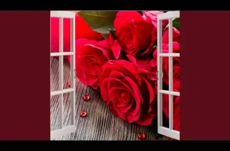 Un Trandafir Creste La Firida Mea