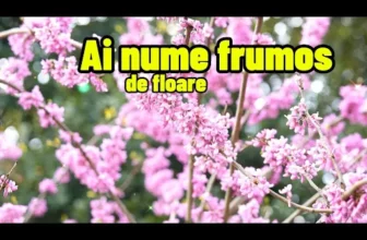 Melodie de Florii – Ai nume frumos de floare 2025