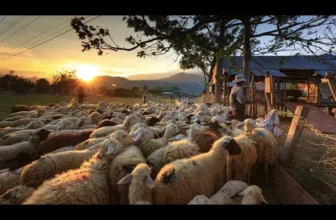 Andrew Maze – Sarba Ciobaneasca